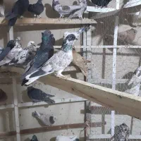 کفتر پرشی حسابی و دوکت|پرنده|میلاجرد, |دیوار