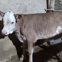 گاو وگوساله سیمنتال|حیوانات مزرعه|تکاب, |دیوار