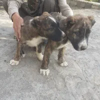 سگ افغان