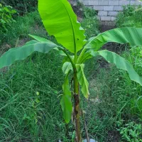 درختچه موز زینتی (طبیعی)