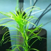 گیاه دم گربه ای نخل