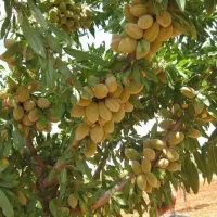 تولید نهال اصلاح شده باردهی از سال اول|خدمات باغبانی و درختکاری|هشتگرد, سیف آباد|دیوار