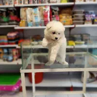 سگ نژاد سامویید اورجینال