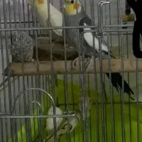 عروس هلندی نر وماده .