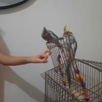 دو عدد عروس هلندی با قفس|پرنده|بومهن, |دیوار