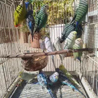 طوطی برزیلی|پرنده|شیراز, شهرک قمشه|دیوار