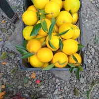 پرتقال درجه یک مستقیم با باغ دار|عمدهفروشی|زند, |دیوار