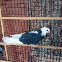 کبوترغریب