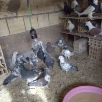 کبوتر به سورت عمده|پرنده|اردکان, |دیوار