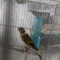 سهره قناری جوان|پرنده|بندر انزلی, گلسرخ|دیوار