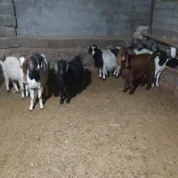 حیوانات مزره گوسفند