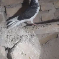 کبوتر رفته ۲ روز پیش|پرنده|قیدار, |دیوار