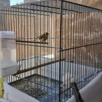 سهره نر مست مست ناخن و نوک سفید معاوضه