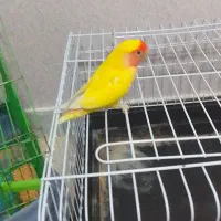 طوطی برزیلی سرحال