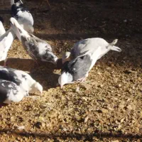 کبوتر|پرنده|خرم‌آباد, |دیوار