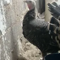 بوقلمون نر|حیوانات مزرعه|مشهد, هدایت|دیوار