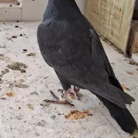 کفتر جوجه کشکی تازه دون خور