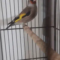 سهره جوجه قفس دو رگ