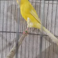 قناریه نر رسمی بلند مست|پرنده|کرج, گلشهر|دیوار