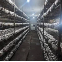 رهن و اجاره سالن های تجهیز شده پرورش قارچ شهریار