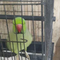 ملنگو سخنگو|پرنده|قشم, |دیوار