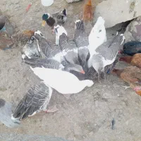 فروش غاز سالم و چاق ۸ عدد|حیوانات مزرعه|آبدانان, |دیوار