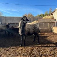 قوچ شال اصیل