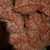 ۳ تن سیر درشت مناسب کشت