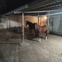 اسب مادیون با کره