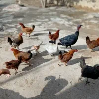 سلام ۱۲عدد مرغ محلی جوان تخم گذار|حیوانات مزرعه|ایوان, |دیوار