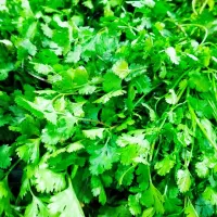 نیازمند پرسنل خانم جهت کار درتولیدی سبزیجات