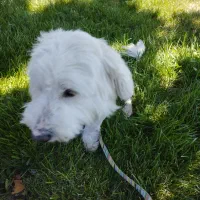 سگ تریر یک ساله باهوش