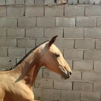 کره اسب ماده سر ودمگیر|اسب و تجهیزات اسب‌سواری|حبیب آباد, |دیوار