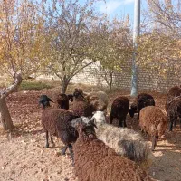 بره نر پرواری و کشتاری|حیوانات مزرعه|تهران, جوادیه|دیوار