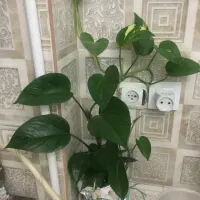 گل طبیعی|گل و گیاه طبیعی|تهران, حکیمیه|دیوار