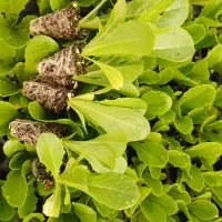 نشا گلخانه ی کرج