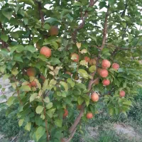 فروش زمین ۱۵۰۰ متری در چشمه گیلاس|فروش زمین و ملک کلنگی|مشهد, بهاران|دیوار