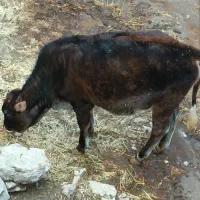 فروش گوساله پروار|حیوانات مزرعه|جوانرود, |دیوار