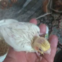 عروس هلندی سرلاکی