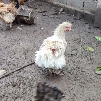 مرغ فشن تخم گذار