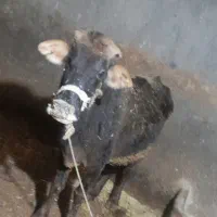 گاو با گوساله ماده