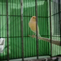 قناری نر و ماده