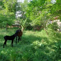 اجاره روزانه/هفتگی/ماهانه ویلا ۲۰۰۰ متری|اجارهٔ کوتاه‌مدت ویلا و باغ|طالقان, |دیوار