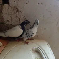 کبوتر