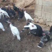 بوقلمون محلی