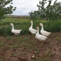 قوغاز و اردک روسی