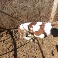 بزغاله  بره