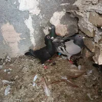 کفتر شهرستان