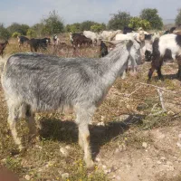 بز کهره دار