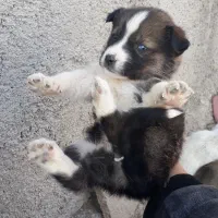 سگ هاسکی|سگ|آشخانه, |دیوار